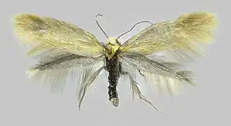 Pijpenstrootjesmineermot