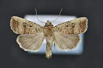 Elaphria fuscimacula