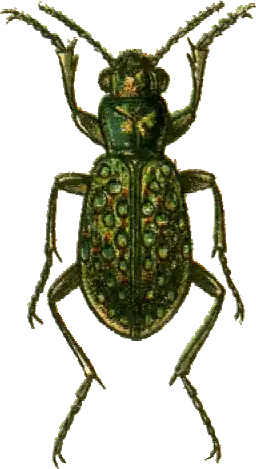 Elaphrus lapponicus