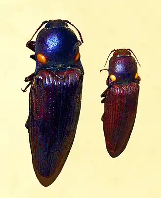 Pyrophorus punctatissimus