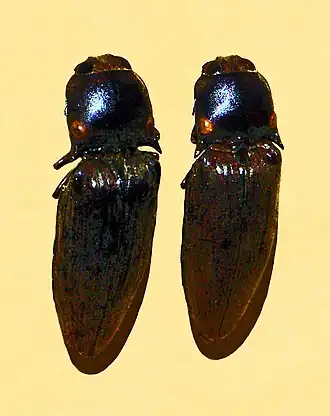Pyrophorus tuberculifer