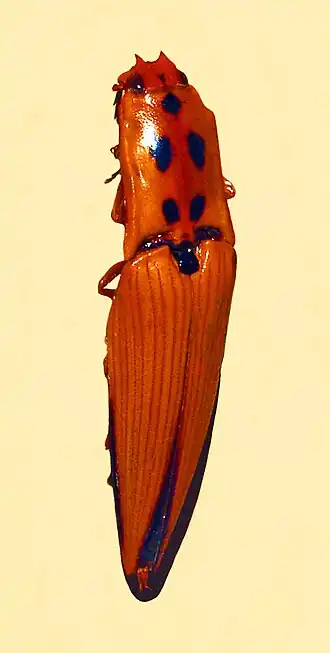 Semiotus insignis