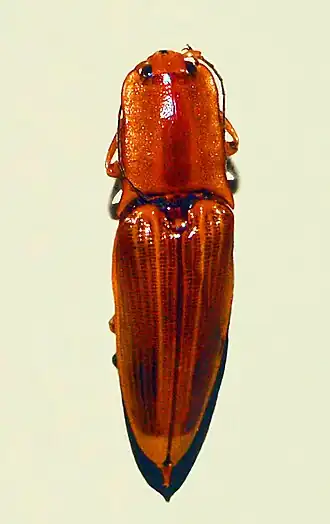 Semiotus ligneus