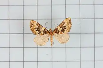 Electrophaes zaphenges