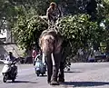 Ruiter op olifant, India
