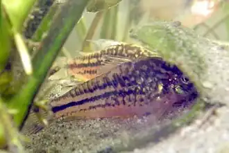 Corydoras elegans