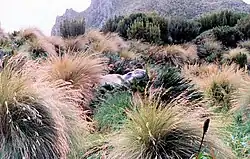 Zuidelijke zeeolifant