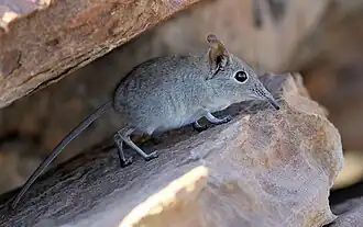 Oostelijke rotssengi