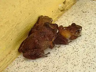 Eleutherodactylus martinicensis