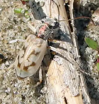 Ellipsoptera lepida