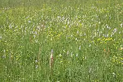 Vegetatieaspect in begin juni.