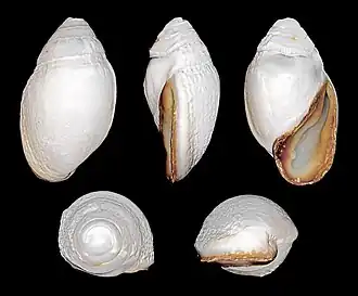 Ellobium aurismidae