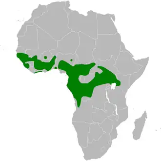 Turkooiskuifvliegenvanger