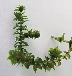 brede waterpest(Elodea canadensis)