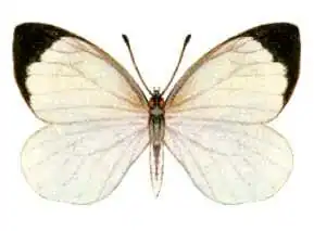 Elodina perdita