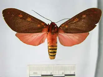 Elysius cingulata