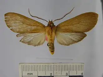 Elysius ochrota