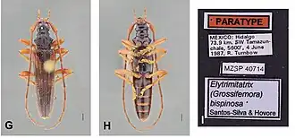Elytrimitatrix bispinosa