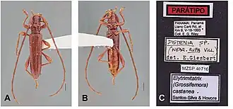 Elytrimitatrix castanea