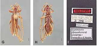 Elytrimitatrix cinnamea