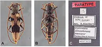 Elytrimitatrix mexicana