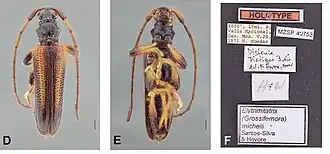Elytrimitatrix michelii