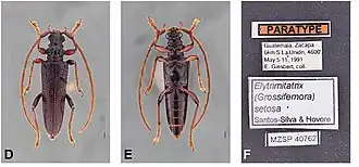 Elytrimitatrix setosa