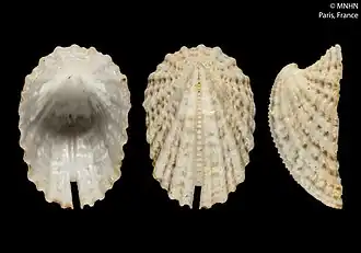 Emarginula bicancellata