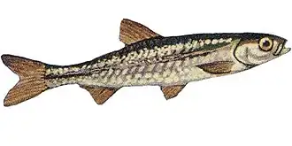 Notropis atherinoides