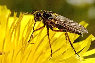Empis bistortae
