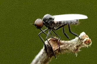 Empis caudatula