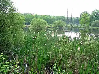 Moeras Emscherbruch bij Herten (natuurreservaat)