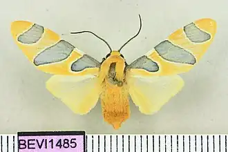 Emurena luridoides