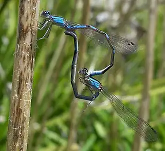 Enallagma carunculatum