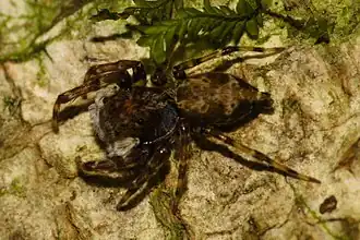 Encolpius guaraniticus