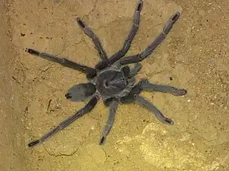 Encyocrates raffrayi