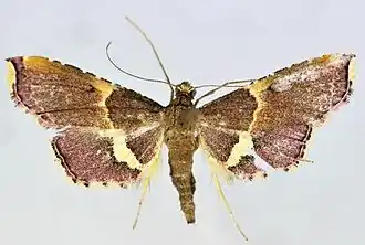 Endotricha hoenei