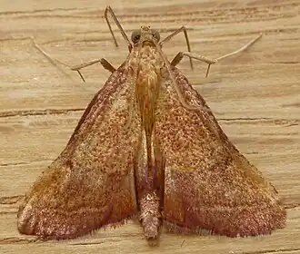 Endotricha pyrosalis