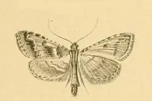 Endotricha rogenhoferi