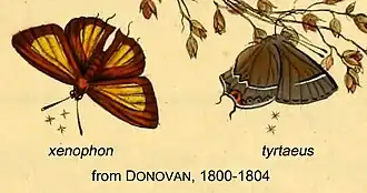 Electrostrymon endymion