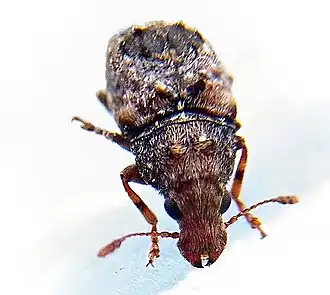 Pseudeuparius sepicola