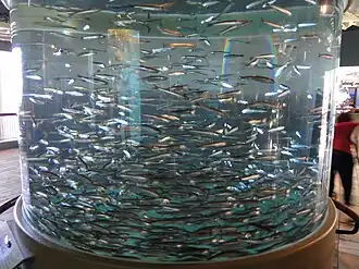 Noord-Amerikaanse ansjovis