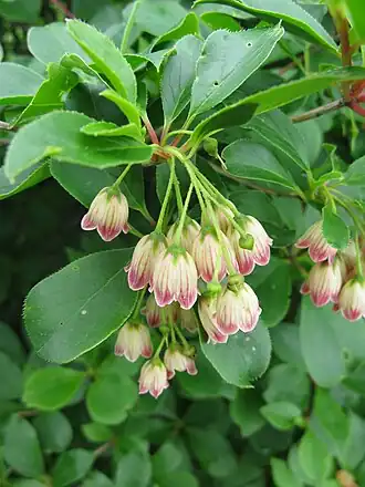 Enkianthus campanulatus