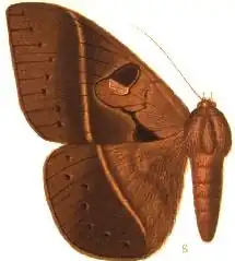 Hypopyra spermatophora