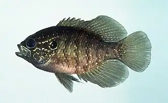 E. obesus