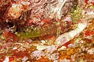 Enneapterygius atrogulare