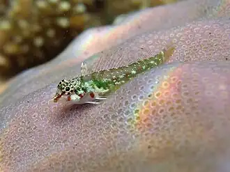 Enneapterygius gruschkai