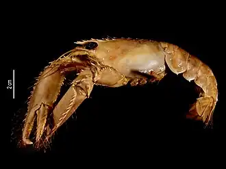 Enoplometopus callistus