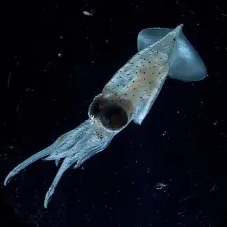 Enoploteuthidae