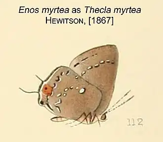 Enos myrtea